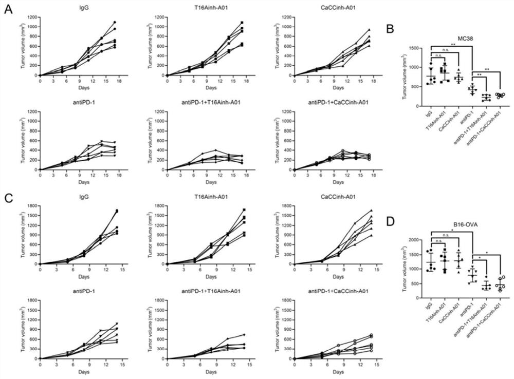 Application of inhibitor of calcium-activated chloride channels in tumor immunotherapy