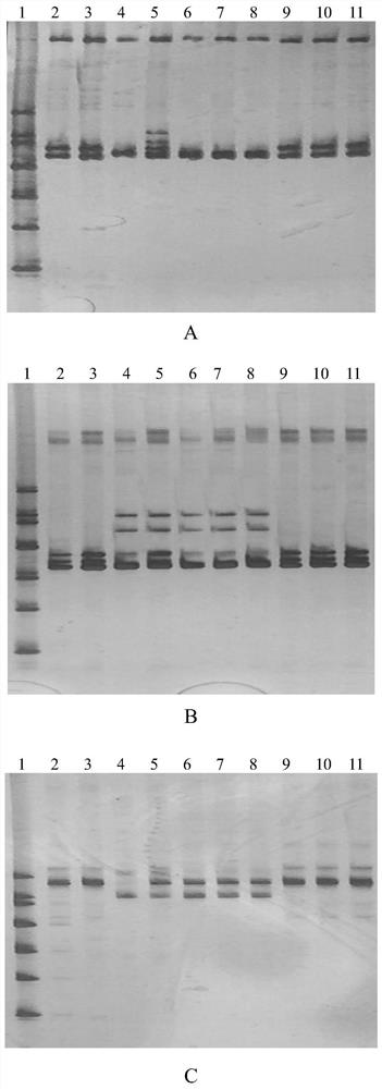 Drought-resistance-related ssr sequences from abnormal cotton and their applications