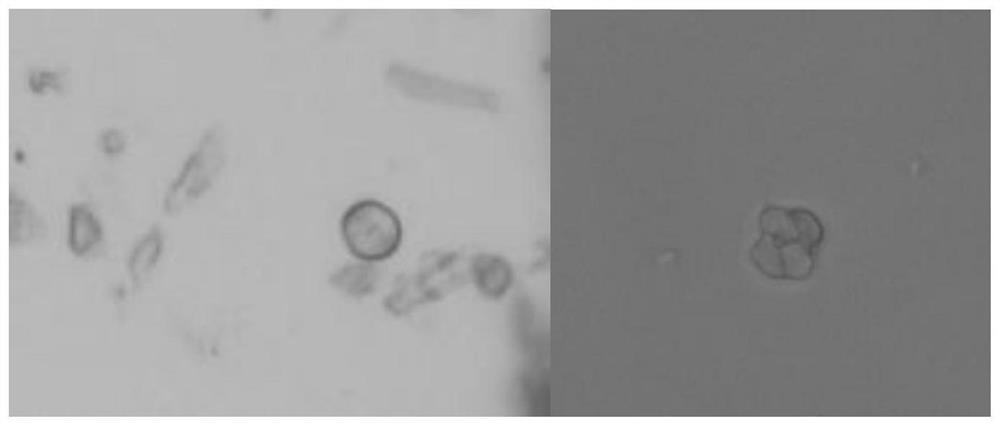 Quality detection method of sophora japonica branch medicinal material