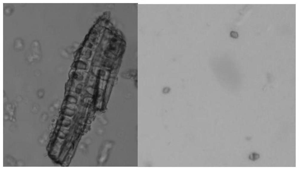 Quality detection method of sophora japonica branch medicinal material