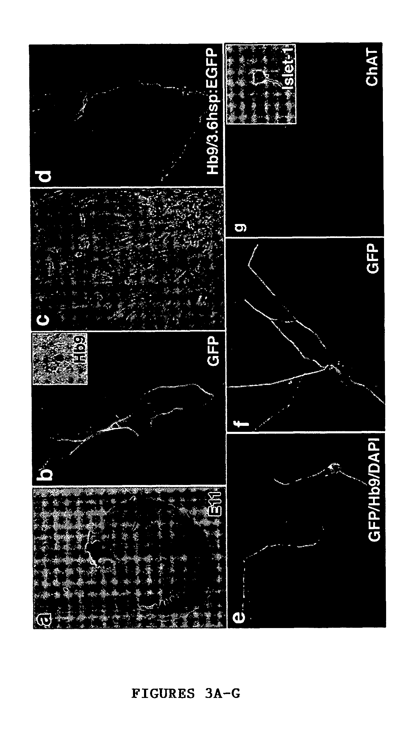 Enriched or purified population of motor neurons and its preparation from a population of embryonic stem cells