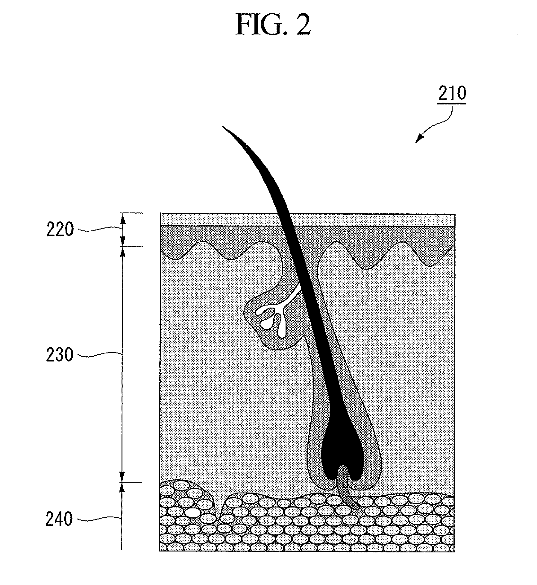 Concentration determination apparatus, probe, concentration determination method, and program