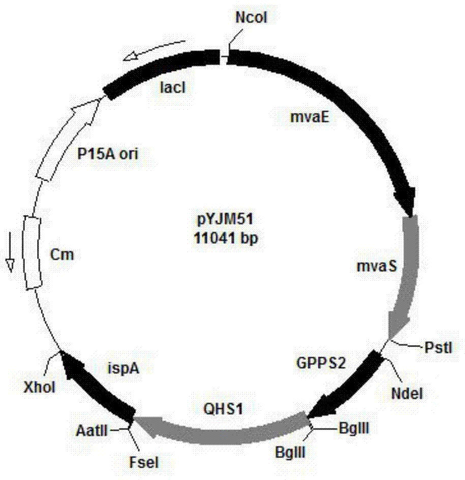 A method of synthesizing beta-caryophyllene by microbial catalysis and a reconstituted cell capable of synthesizing the beta-caryophyllene