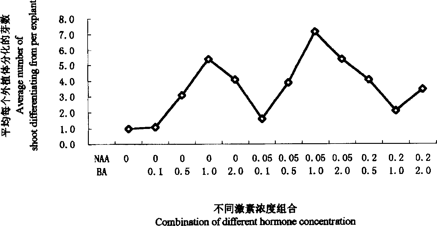 Chinese sweetgum tissue culture and quick propagation method