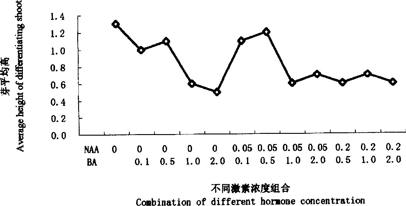 Chinese sweetgum tissue culture and quick propagation method