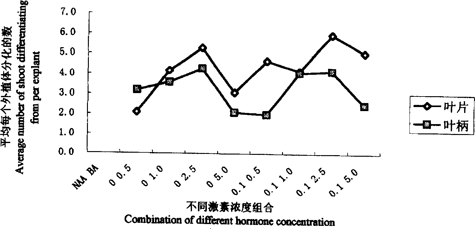 Chinese sweetgum tissue culture and quick propagation method