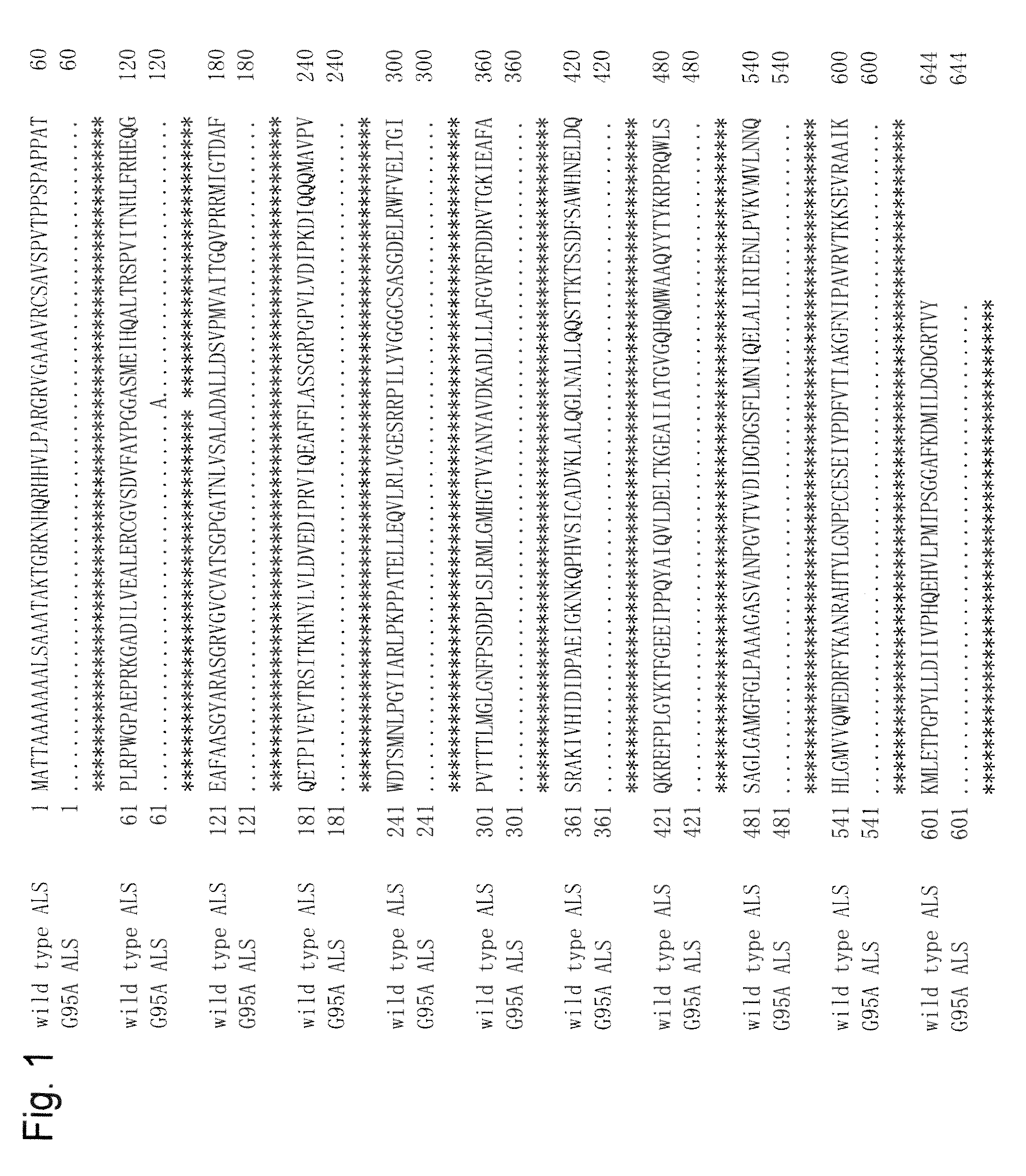 Method for transformation using mutant acetolactate synthase gene