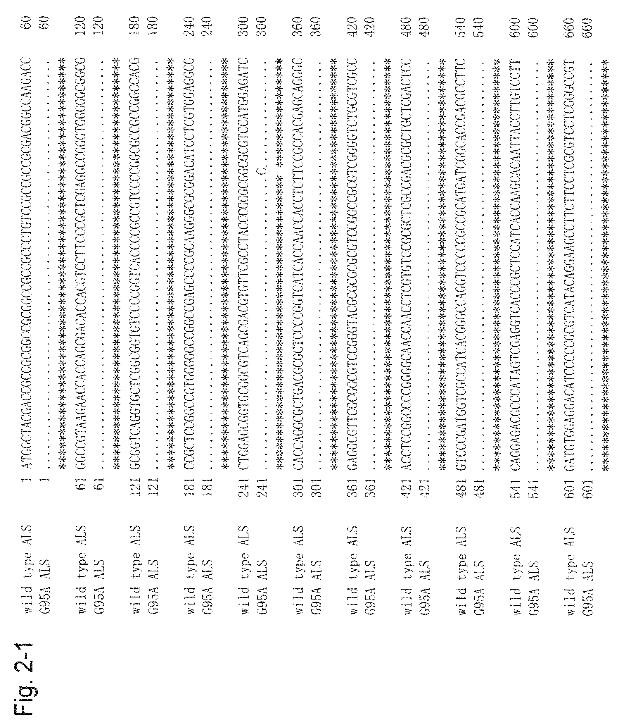 Method for transformation using mutant acetolactate synthase gene