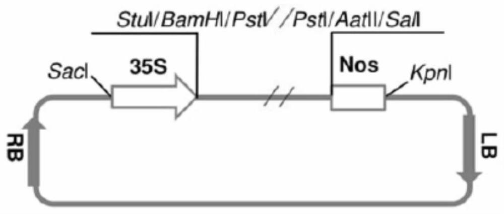 A kind of construction method of pvmv infective full-length cDNA clone