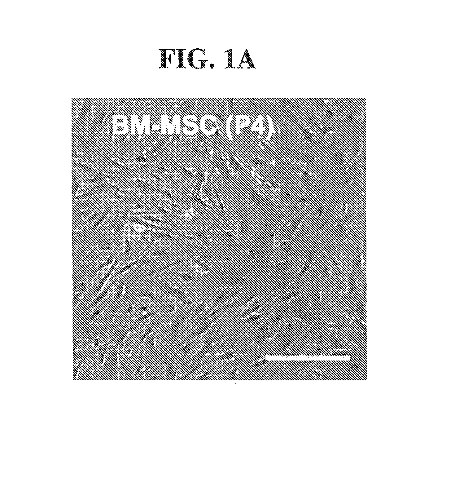 Method for generating cancer stem cells from immortalized cell lines