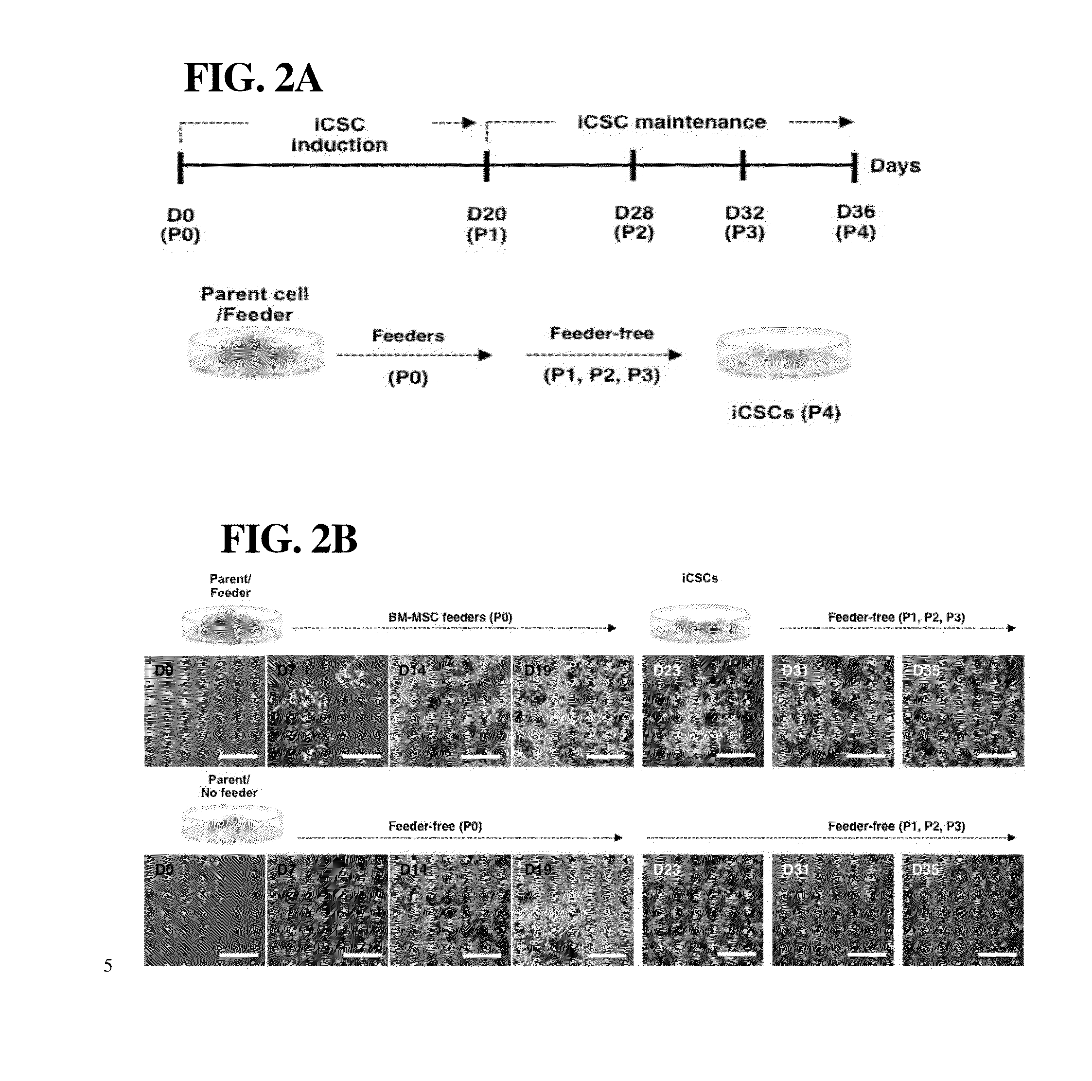 Method for generating cancer stem cells from immortalized cell lines