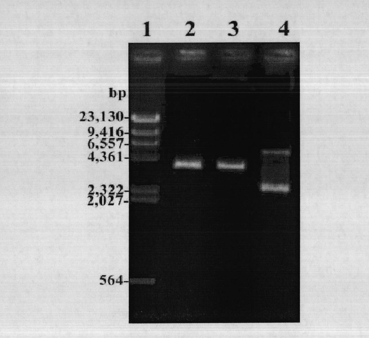 Fermentation medium for preparing recombination IL-1ra (Interleukin-1 Receptor Antagonist) and fermentation method thereof