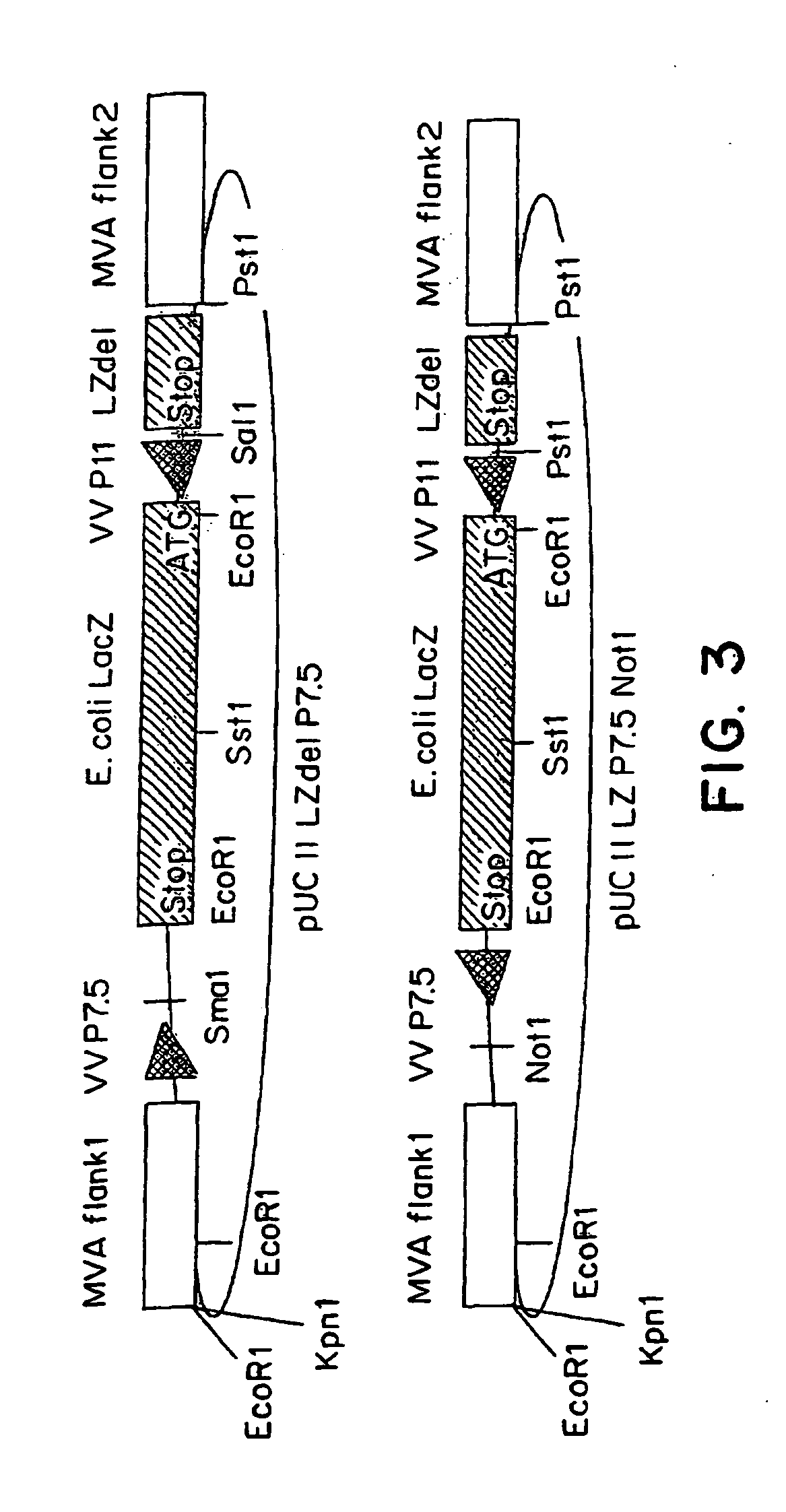 Recombinant MVA virus, and the use thereof