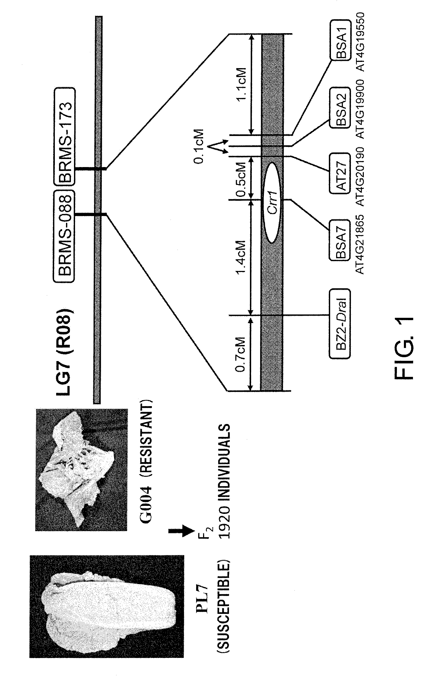 Method for producing cruciferous plant resistant to clubroot