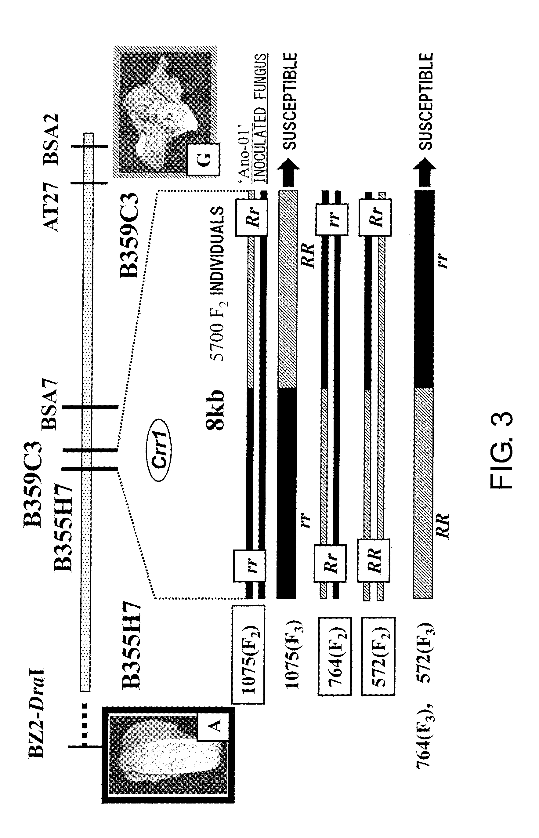 Method for producing cruciferous plant resistant to clubroot