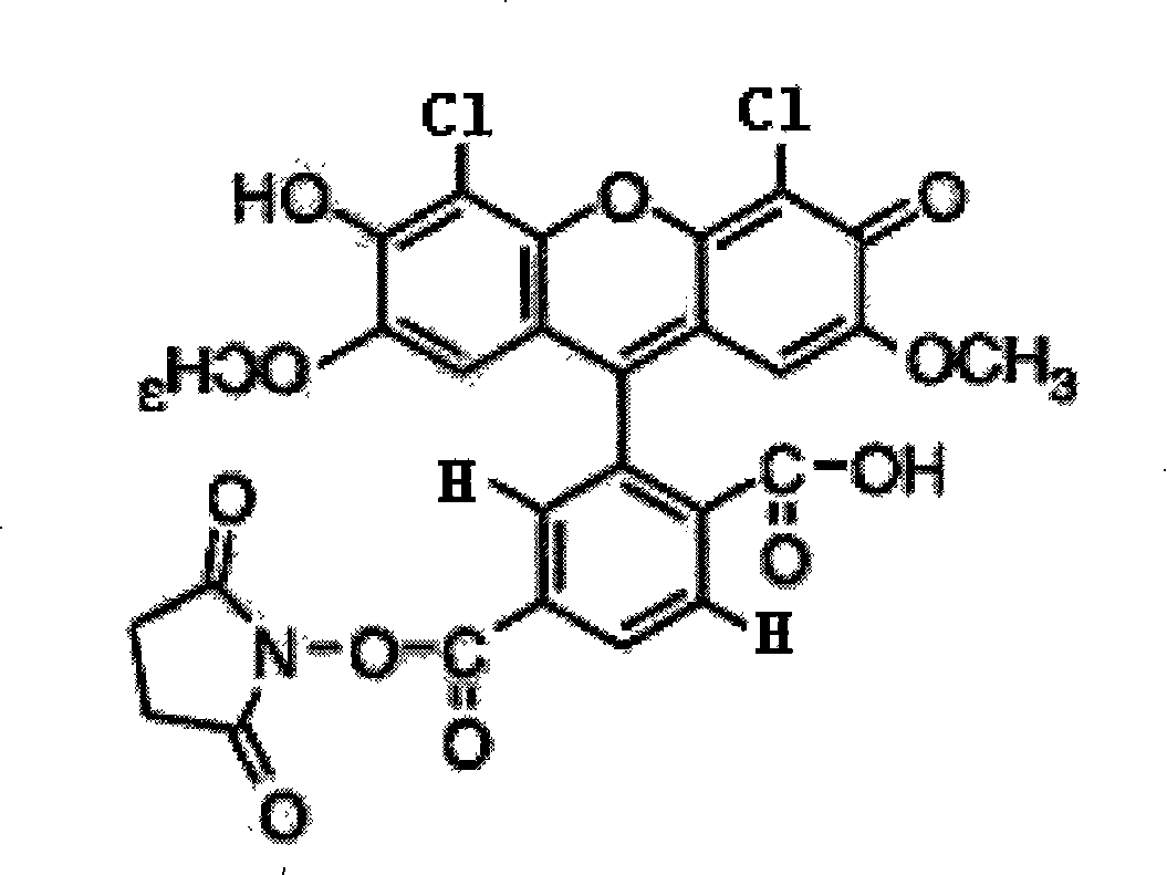 13 SNP sites multiple colour fluorescent composite amplification reagent kit used for personal recognition