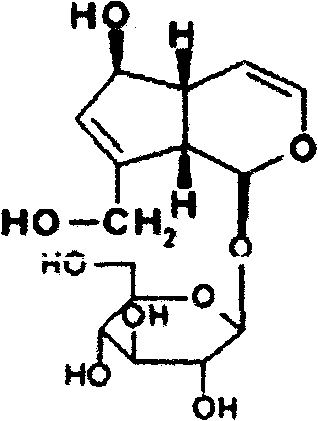 Method for extracting aucubin from aucuba japonica leaves