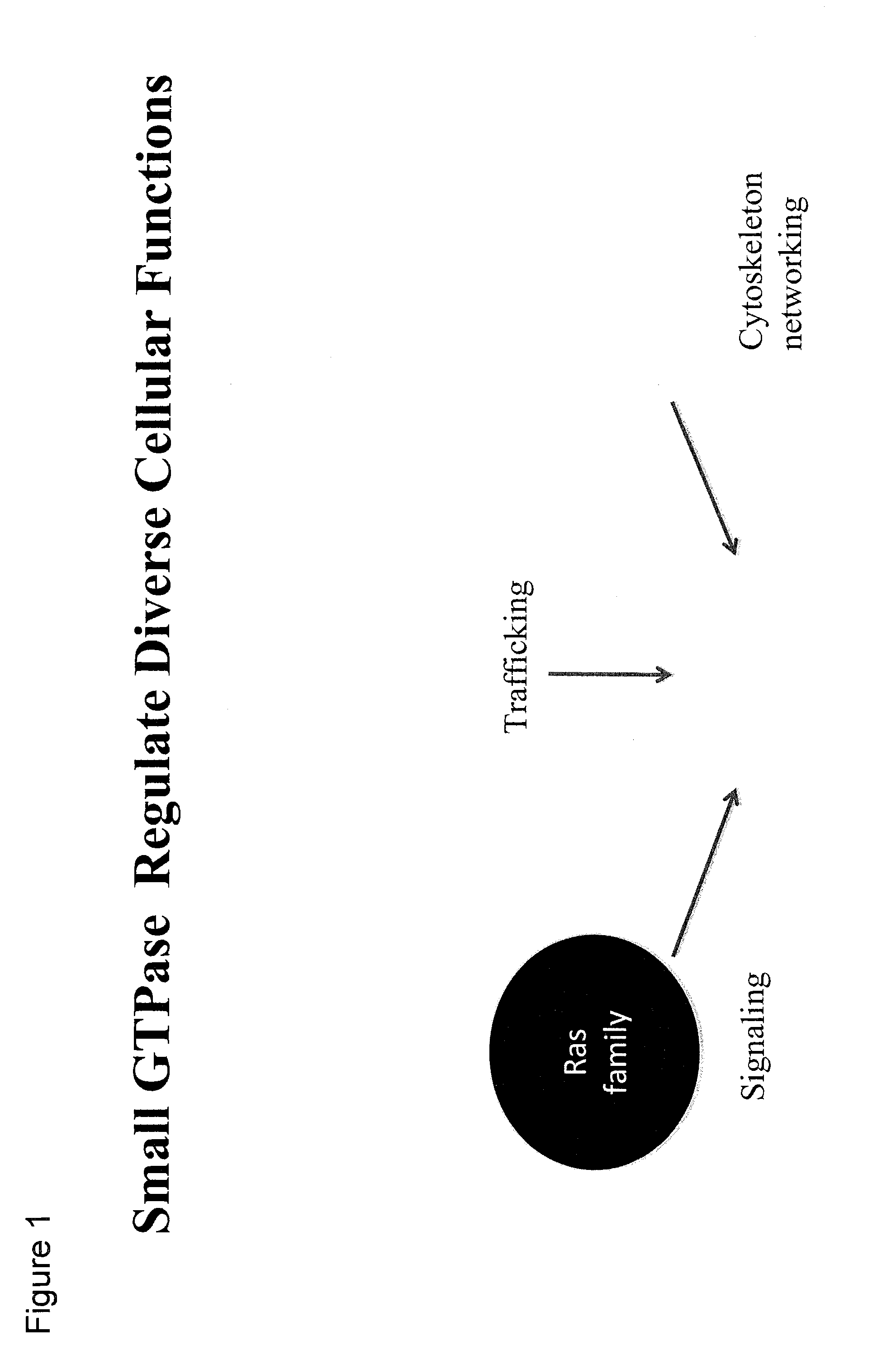 Rab7 GTPase Inhibitors and Related Methods of Treatment