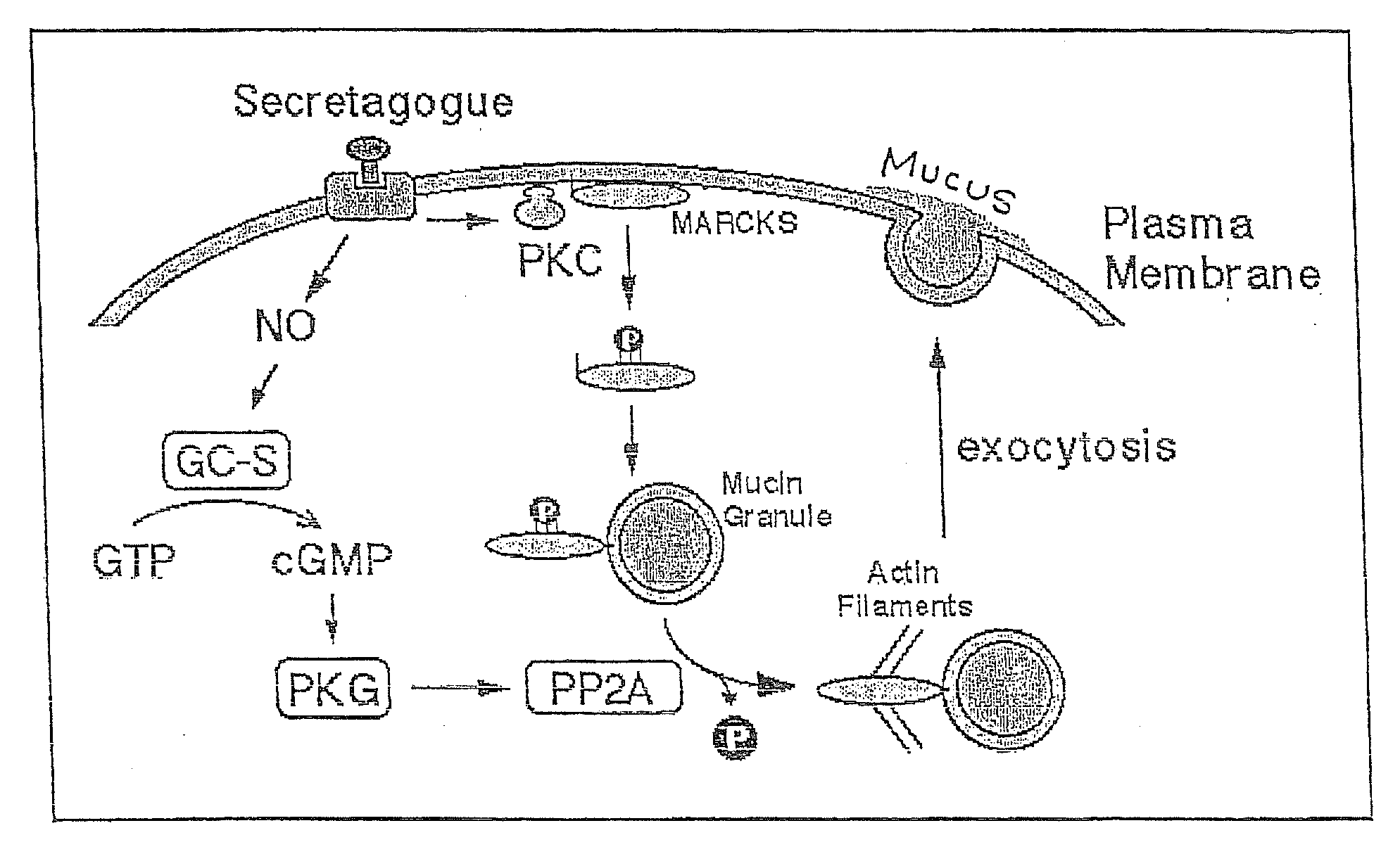 Methods and compositions for altering mucus secretion