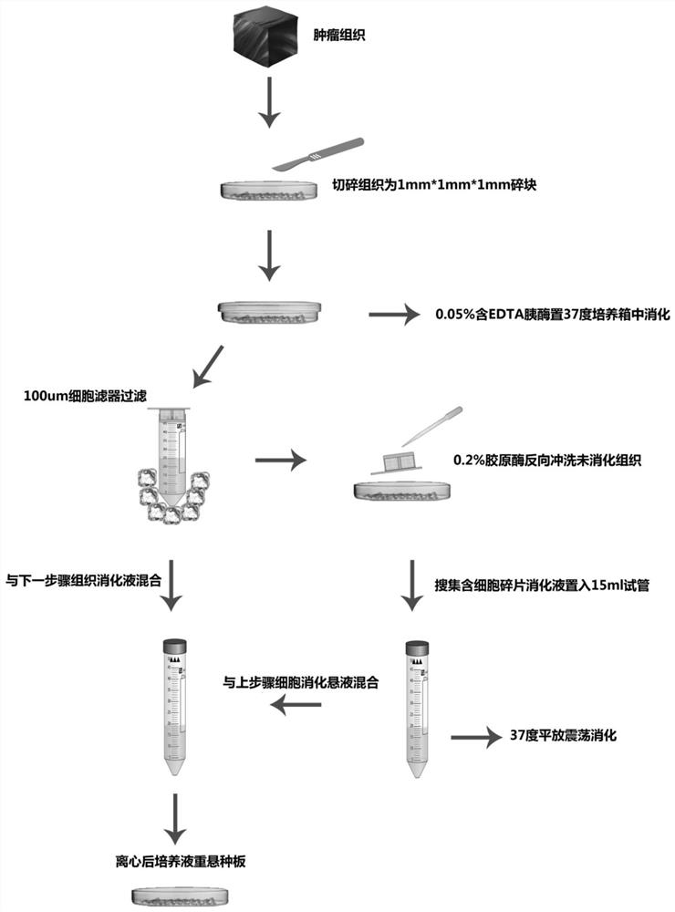 A kind of cervical cancer tumor primary cell separation and culture method