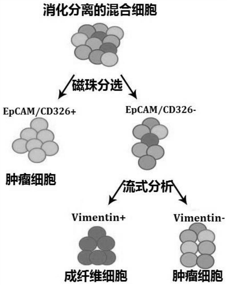 A kind of cervical cancer tumor primary cell separation and culture method