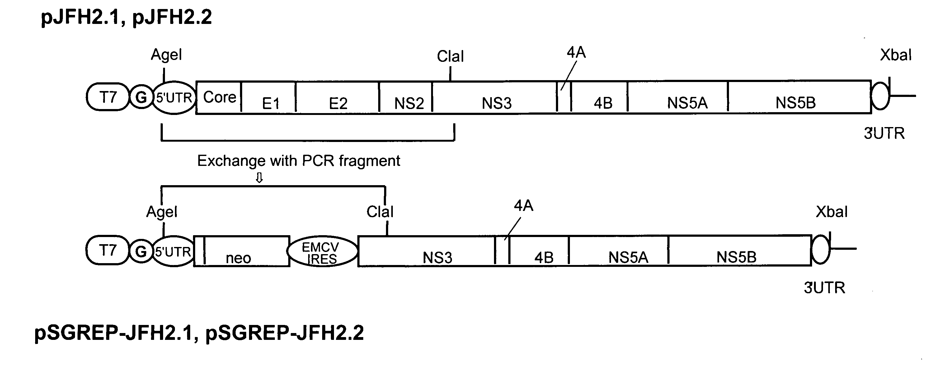 Nucleic acid and gene derived from novel HCV strain and replicon-replicating cell using said gene