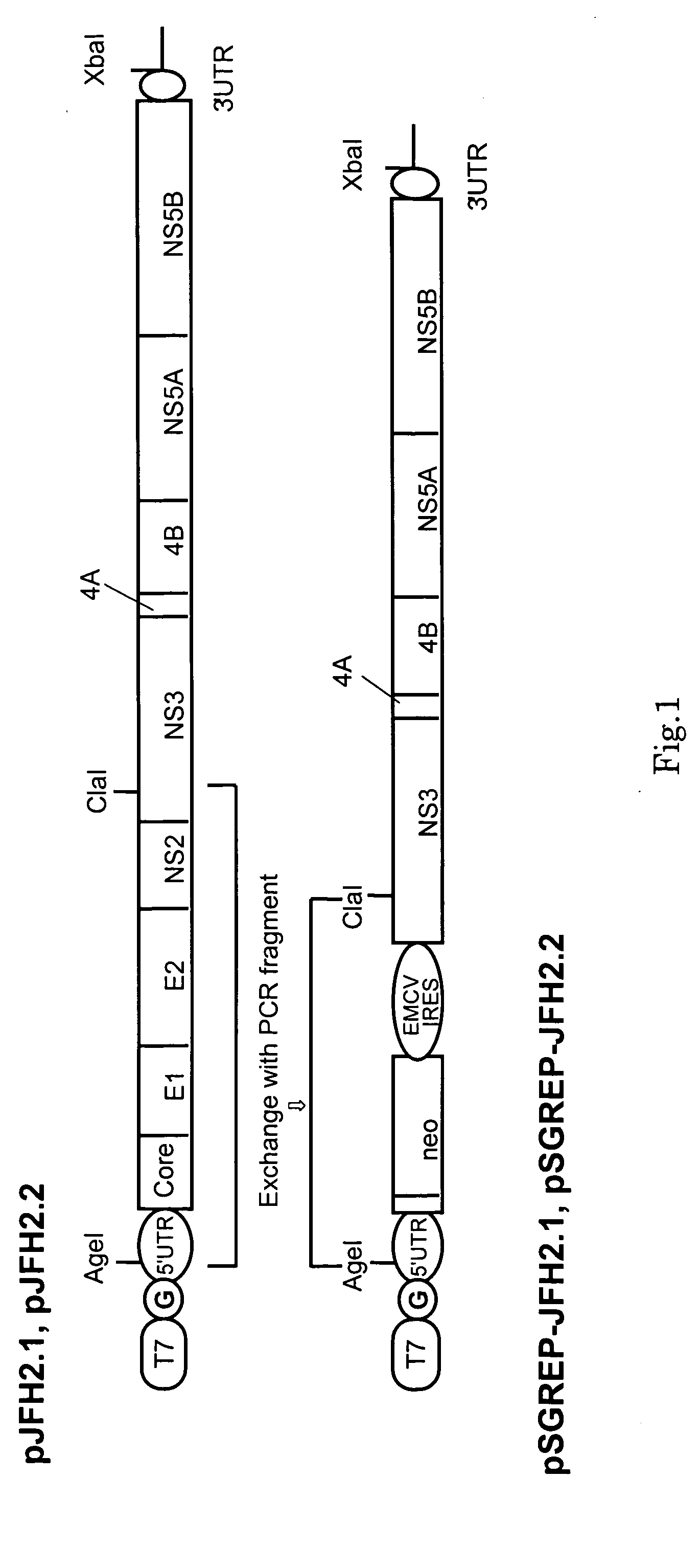 Nucleic acid and gene derived from novel HCV strain and replicon-replicating cell using said gene