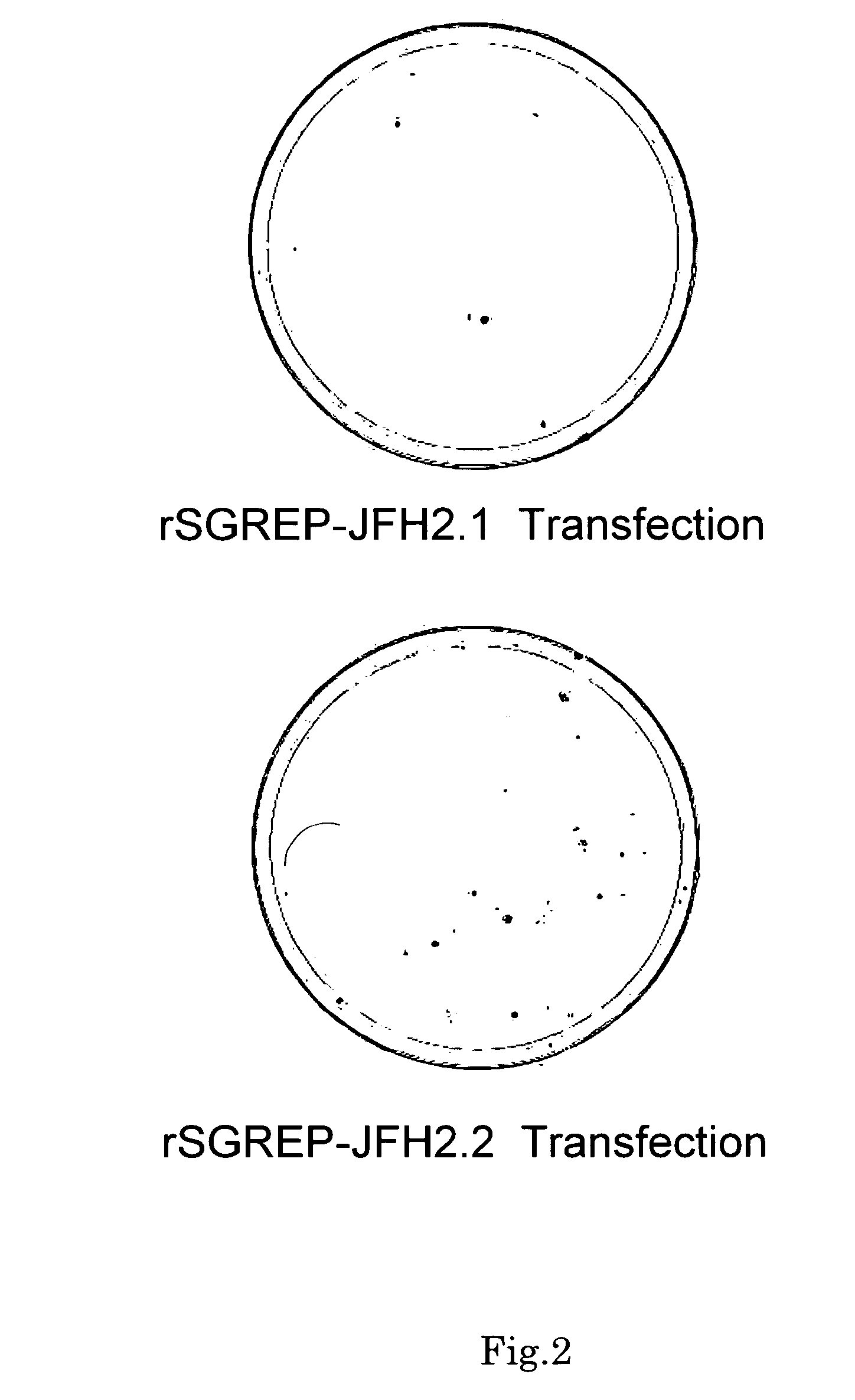 Nucleic acid and gene derived from novel HCV strain and replicon-replicating cell using said gene