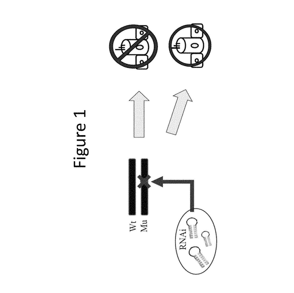 Methods to prevent and treat autosomal dominant non-syndromic hearing loss