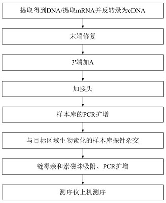 PML-RARA fusion gene mutation detection method