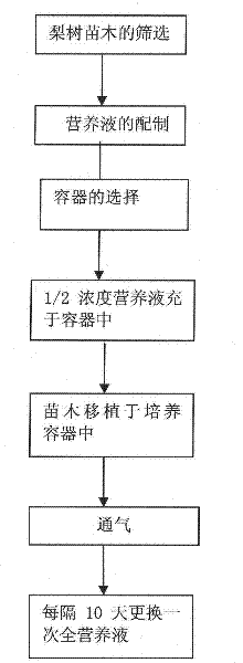 Pear tree water culturing method