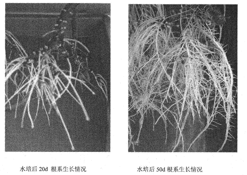 Pear tree water culturing method