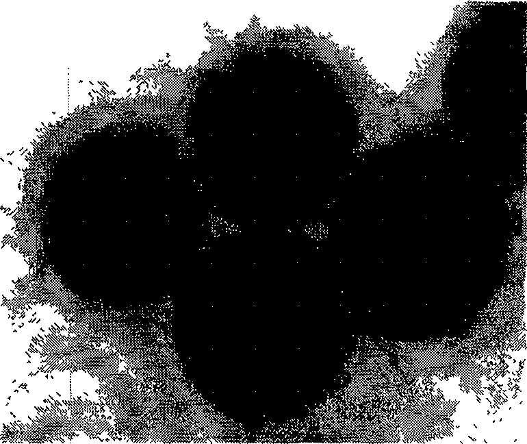 Superparamagnetism microsphere and method for manufacturing the same