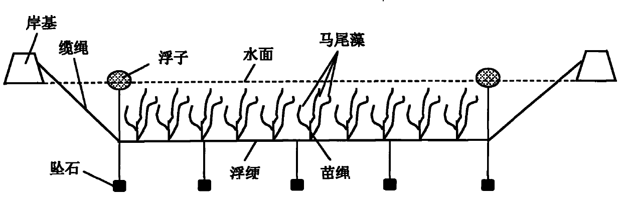 Gulfweed pond culture facility and application method