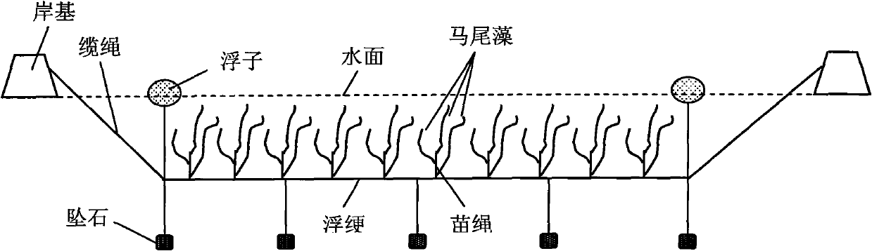 Gulfweed pond culture facility and application method