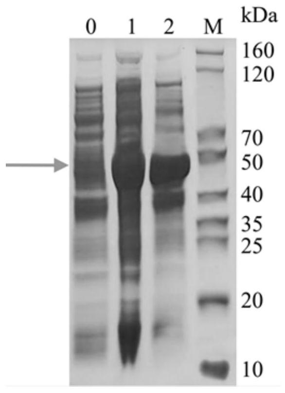 Antigen fusion protein, coding gene and application thereof