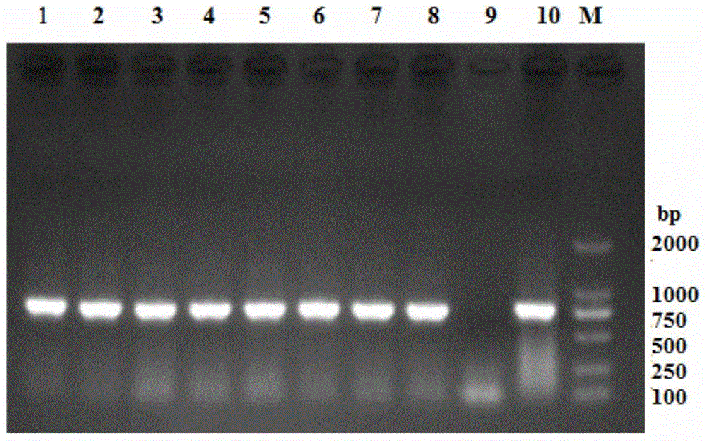 Swine epidemic diarrhea virus and application thereof