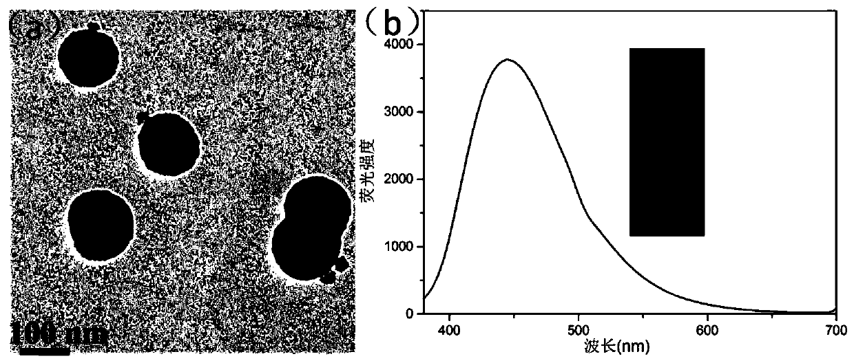 Magnetic fluorescent probe-based food escherichia coli colony visual detection and automatic counting method