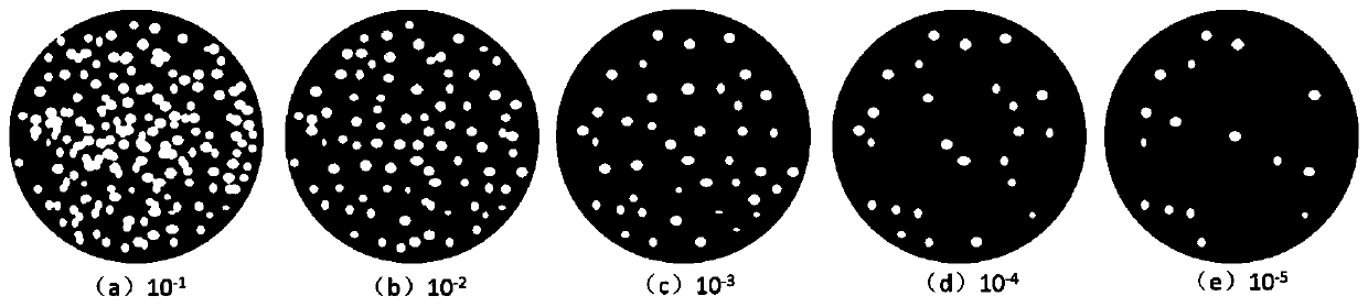 Magnetic fluorescent probe-based food escherichia coli colony visual detection and automatic counting method