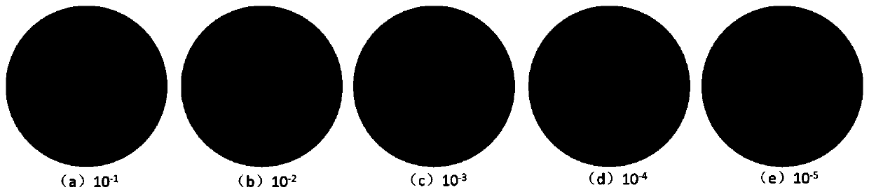 Magnetic fluorescent probe-based food escherichia coli colony visual detection and automatic counting method