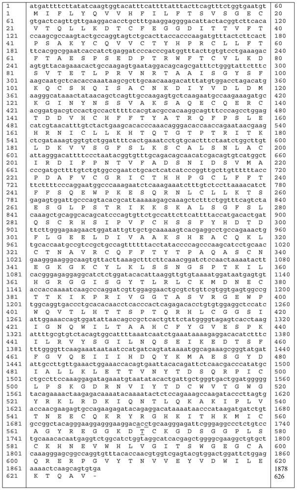 High-activity blood coagulation factor XI mutant Ala570Thr