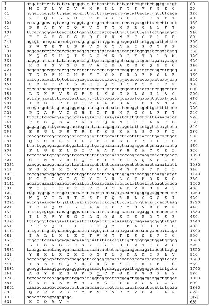 High-activity blood coagulation factor XI mutant Ala570Thr