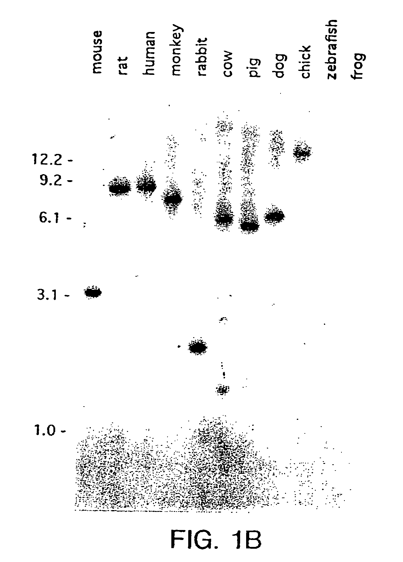 Growth Differentiation Factor-8