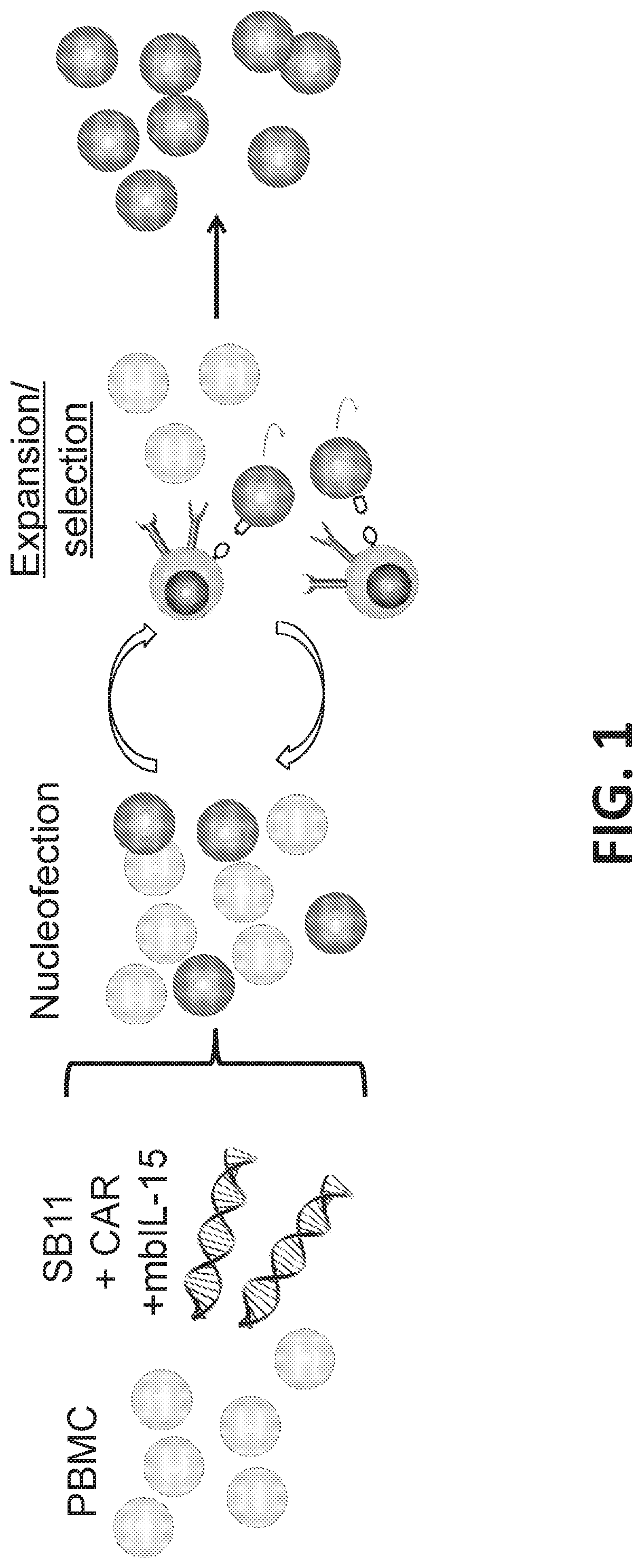 Modulating expression of polypeptides via new gene switch expression systems