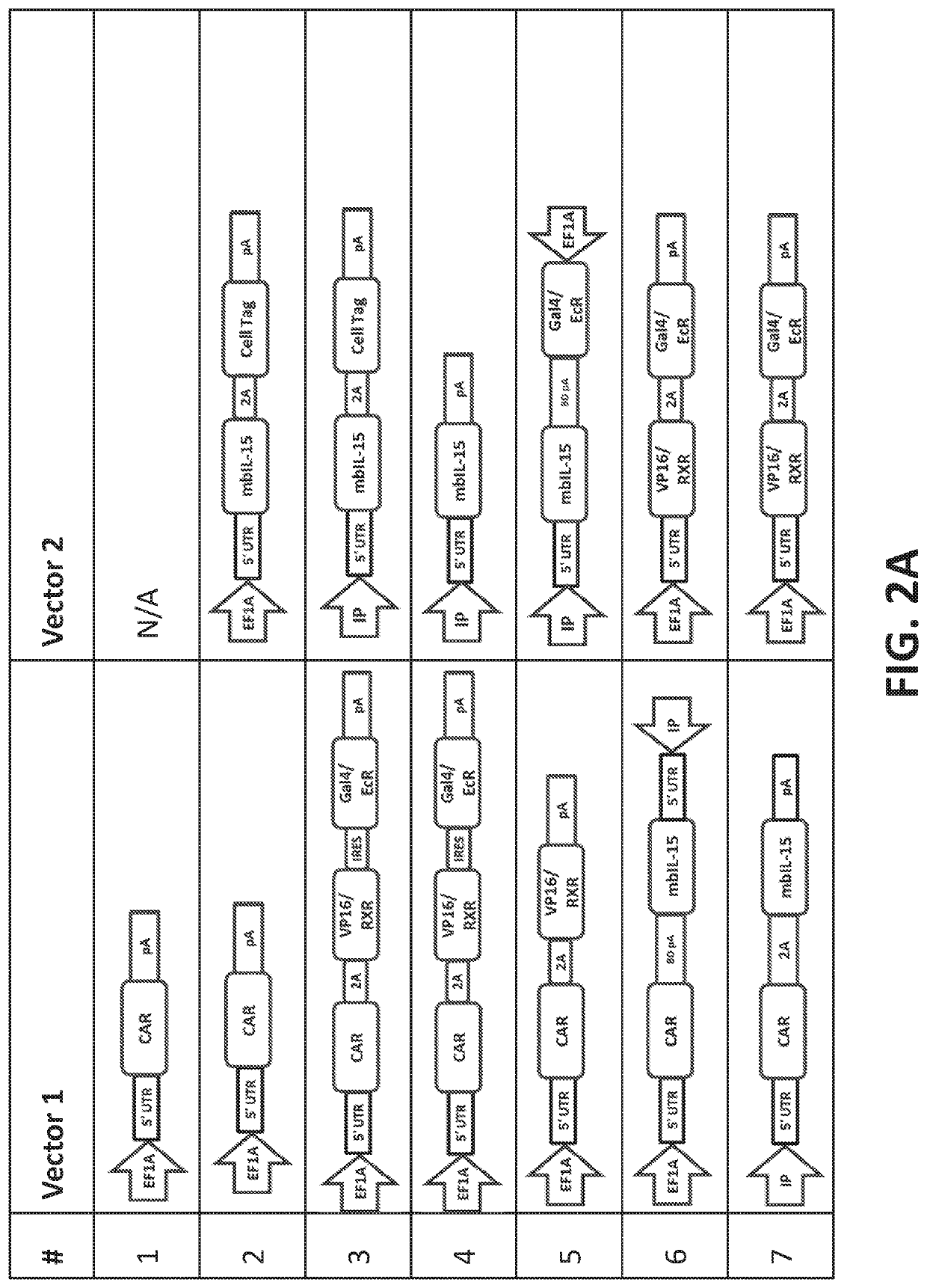 Modulating expression of polypeptides via new gene switch expression systems