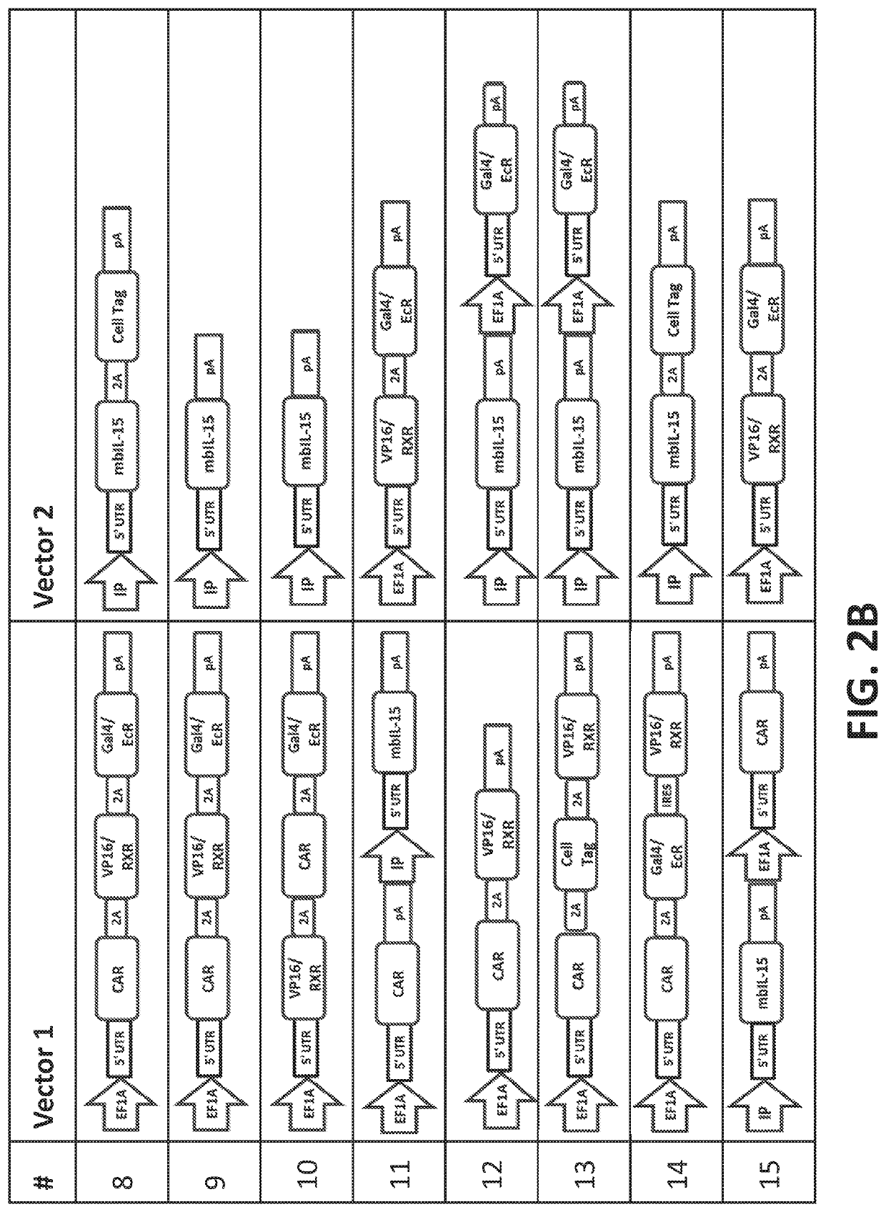 Modulating expression of polypeptides via new gene switch expression systems