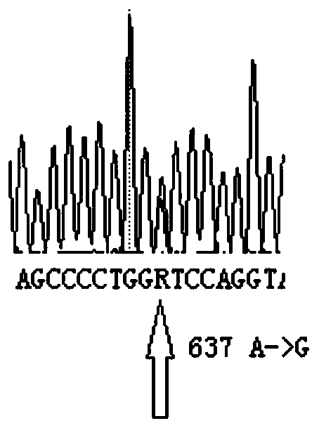 CYP2C9 gene segment comprising 637A&gt; G mutation, encoded protein segment and application thereof