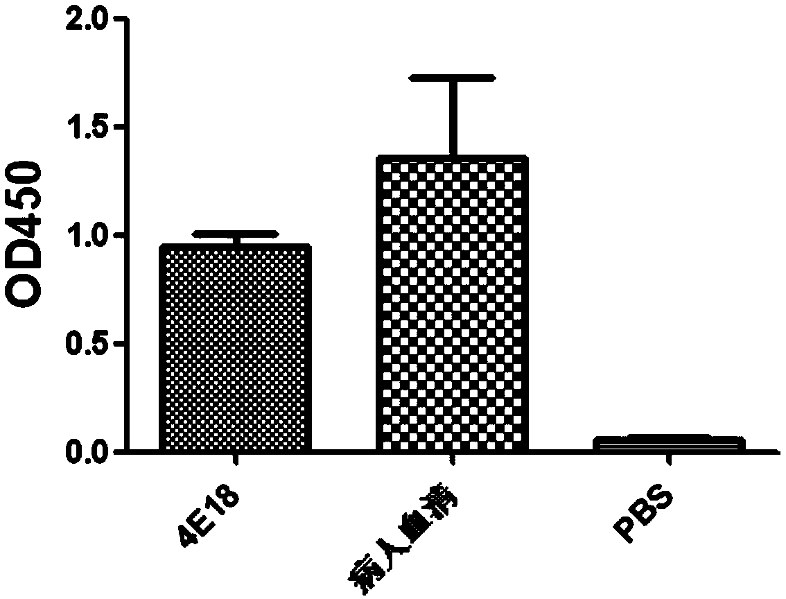 Anti-H7N9 fully humanized monoclonal antibody 4E18 and preparation method therefor and application of humanized monoclonal antibody