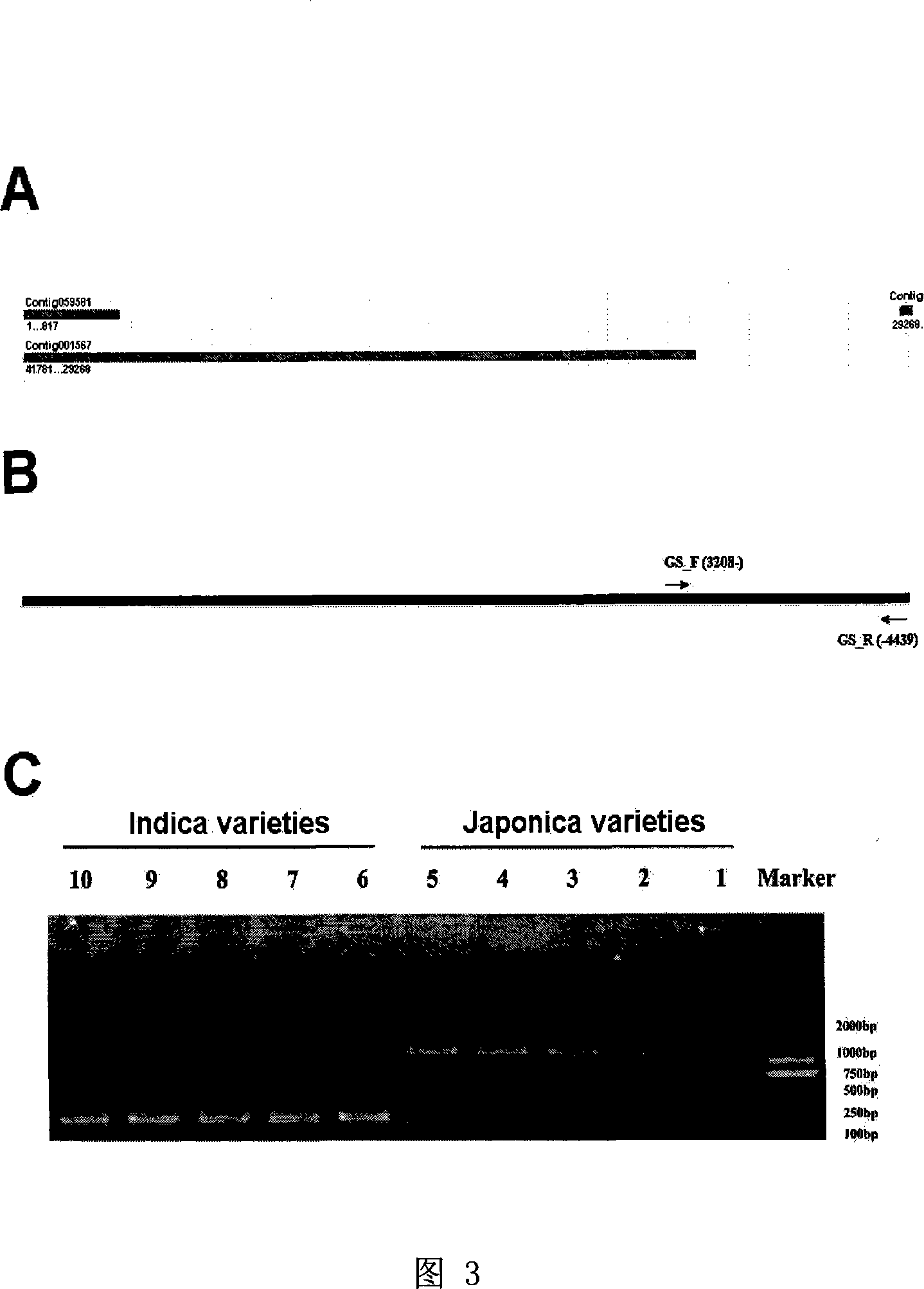 Method for assisting sifting motion of nonglutinous rice and non glutinous rice