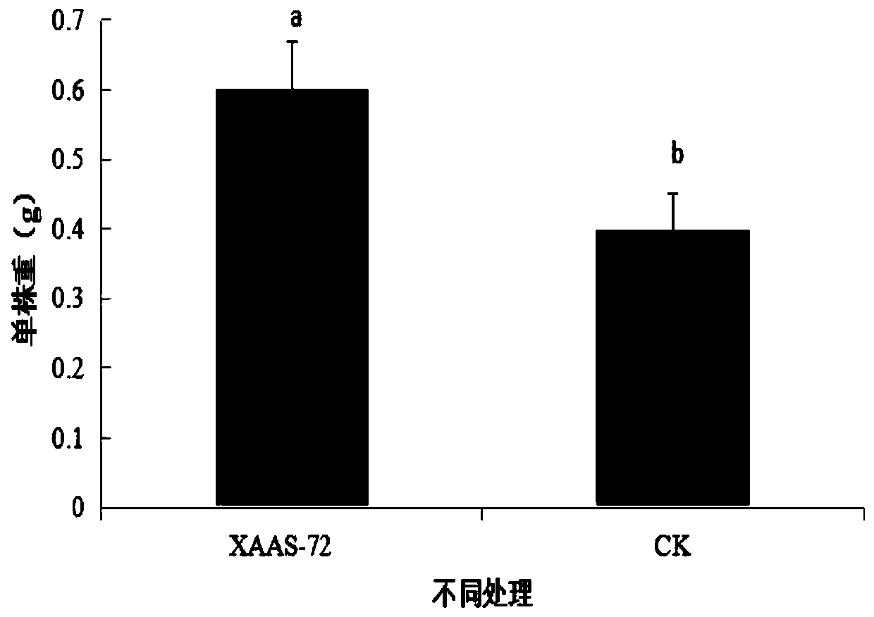 New strain marine bacteria XAAS-72 and applications in plant antibiosis and growth promotion